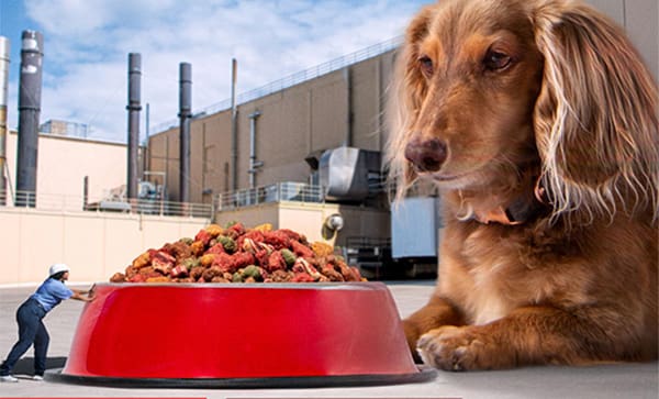 Post consumer hiring event - photo of giant dog and bowl of food